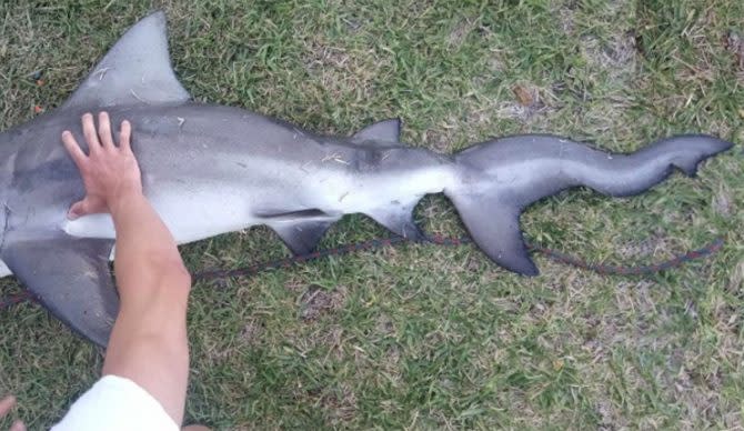 Florida fisherman catches bull shark