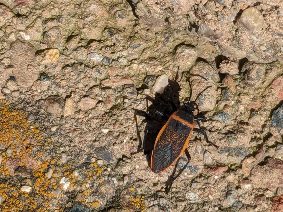 A Bordered Plant Bug scurries across a cement wall in Redding.