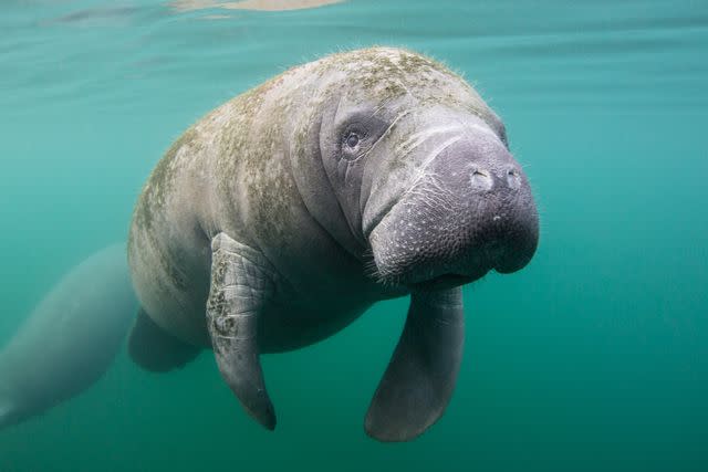 <p> Brent Durand / Getty Images</p> Manatees often just float in shallow water.