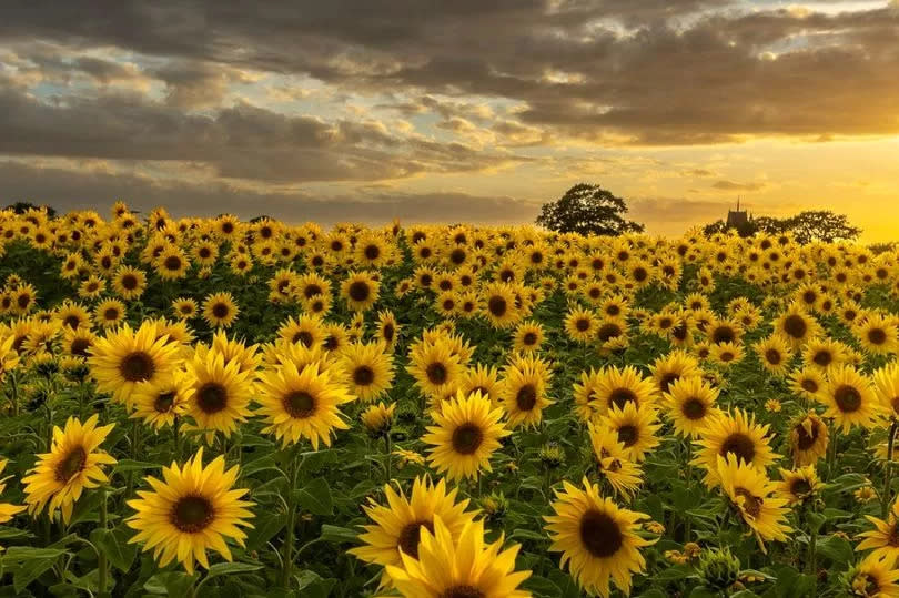 The gorgeous sunflower fields at Becketts Farm in Wythall