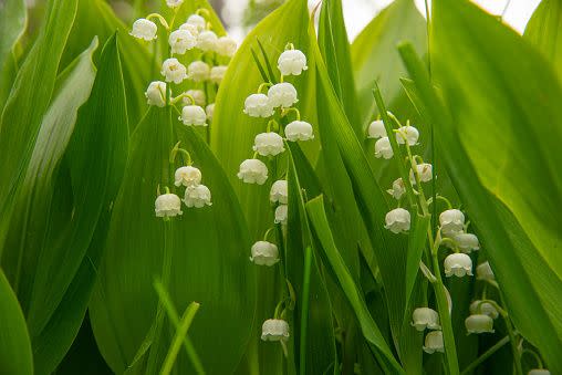 white flowers and flower names