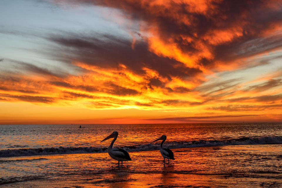 Pelicans view a dramatic sunset