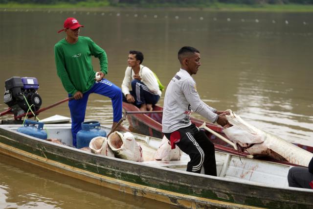 Fishermen join boats to pass pirarucu fish to a motorized one, front, used to transport it faster to the processing ship at a lake in Carauari, Brazil, Tuesday, Sept. 6, 2022. A Brazilian non-profit has created a new model for land ownership that welcomes both local people and scientists to collaborate in preserving the Amazon, which includes lakes, some with good potential for raising the prized pirarucu fish. (AP Photo/Jorge Saenz)