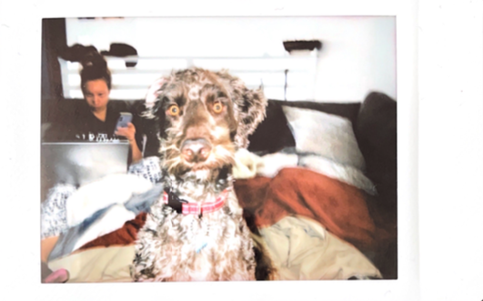 printed photo of dog on couch using instax mini 11