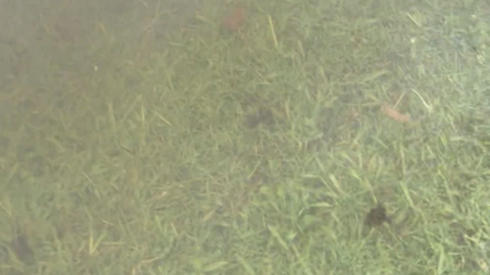 Two rafts of fire ants are seen floating on water in this screengrab taken from video released by Australia's Invasive Species Council in January 2024. - Invasive Species Council