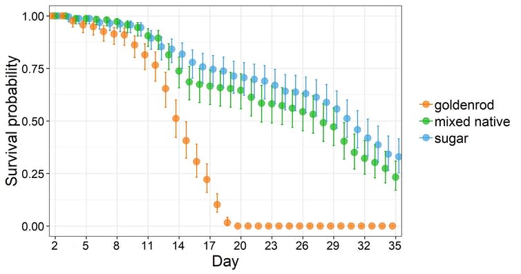 Graph showing low survival rates for bees fed on goldenrod honey