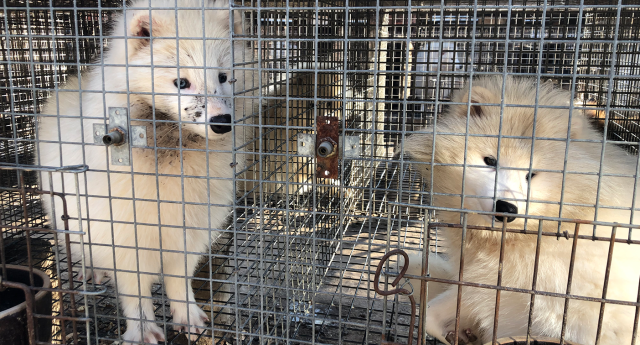 Luxury Australian brand found selling fur from often-tortured raccoon dogs