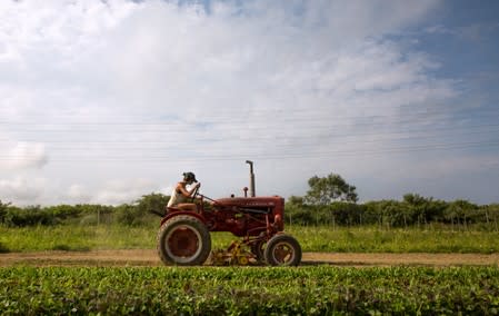 Amanda Merrow, co-founder of Amber Waves Farm, weeds and transplants crops on the farm in Amagansett