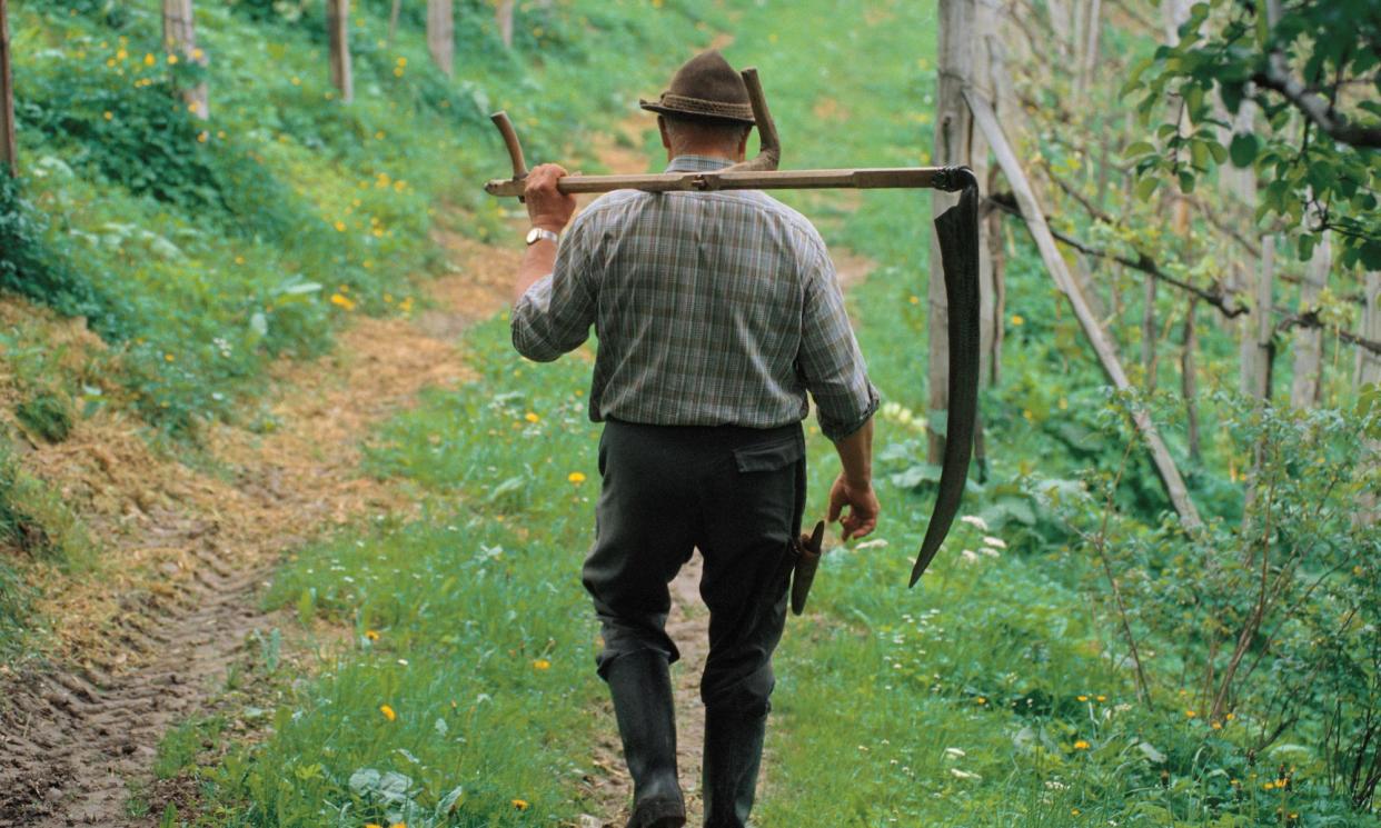 <span>‘Austrian wine is finally getting its due attention.’</span><span>Photograph: Getty Images</span>