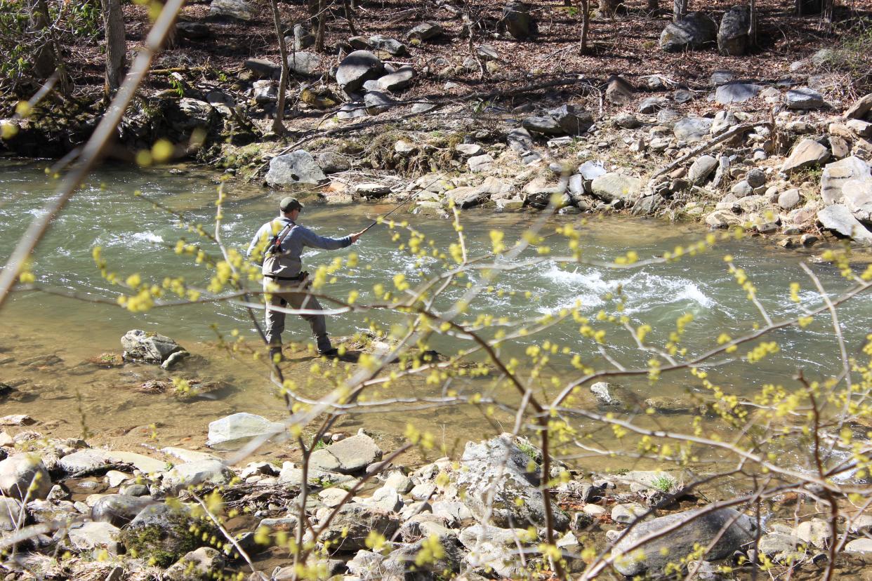 Tanner Pickett fly fishes in the Rocky Broad River in Bat Cave.