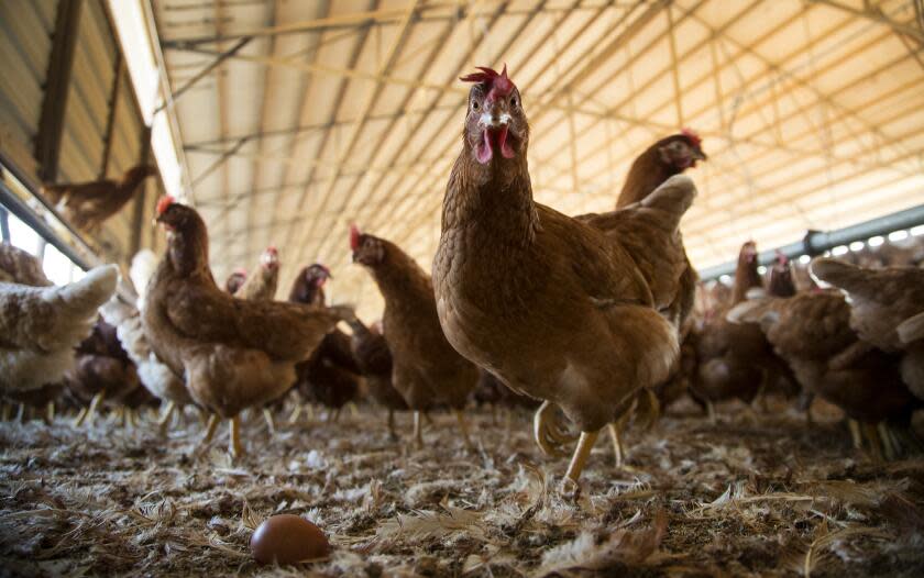 NUEVO, CA - NOVEMBER 9, 2017: Chickens, known as Rhode Island Reds, roam freely and also have access to the outdoors at one of the many hen houses at the MCM Poultry facility on November 9, 2017 in Nuevo, California.(Gina Ferazzi / Los Angeles Times)