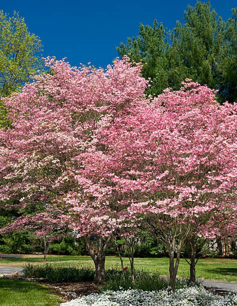 1) Dogwood Tree