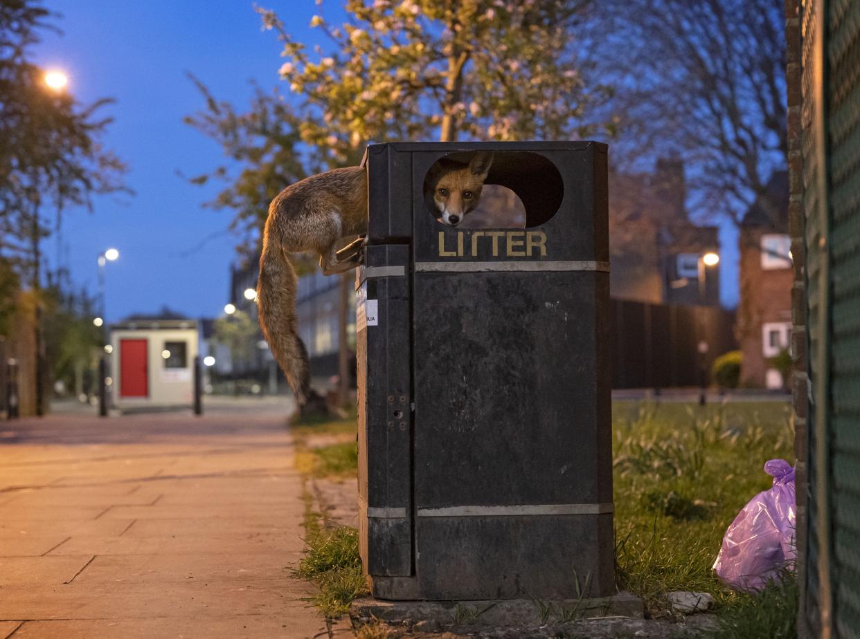 A young red fox takes advantage of a bin stacked high with rubbish before collection day on a street in London, UK.