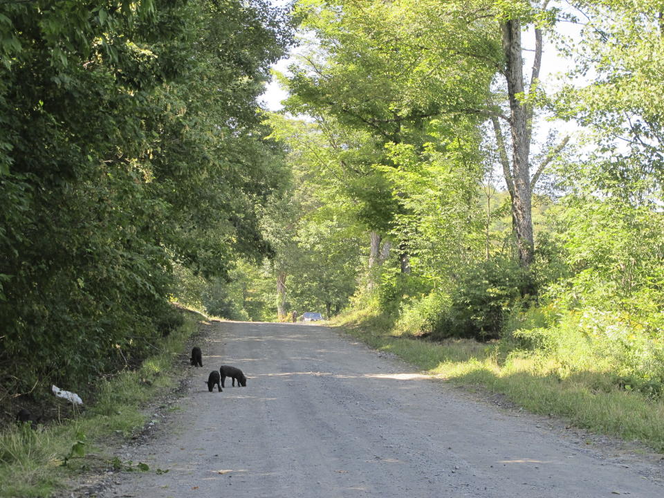 Piglets that escaped from a farm's fencing in Orange, Vt., walk up the road toward the farm on Thursday, Aug. 29, 2019. Walter Jeffries of Sugar Mountain Farm says most of the 250 pigs that escaped earlier this month are back and the fence, which he said was damaged by vandals, has been fixed. (AP Photo/Lisa Rathke)