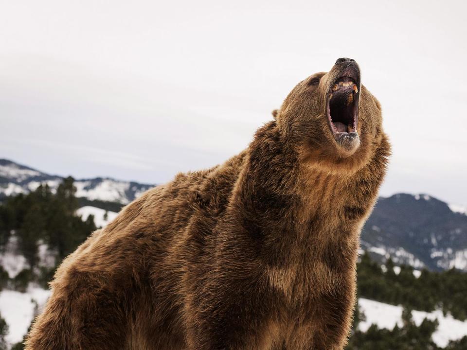 Brown bear (grizzly) (Ursus arctos), Montana, United States of America (Rex)