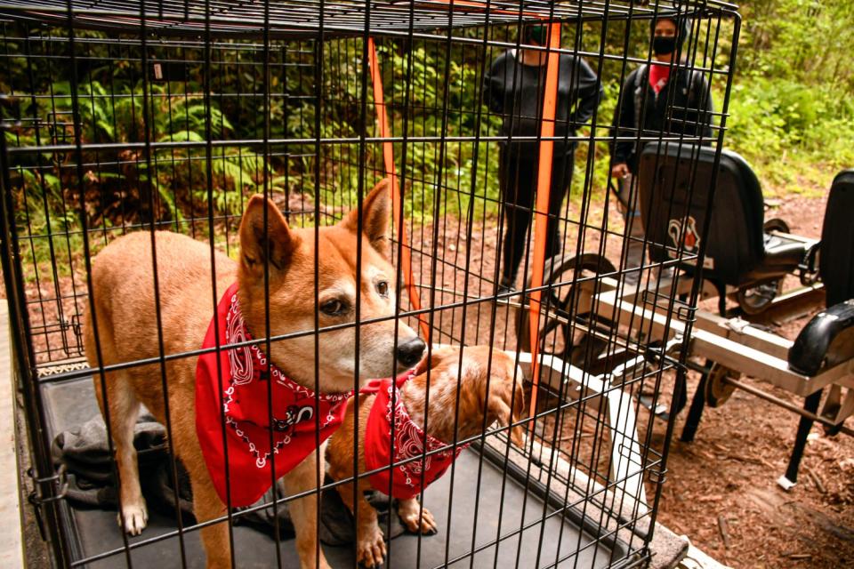 Two dogs with red bandannas in a dog trailer on the back of a railbike.