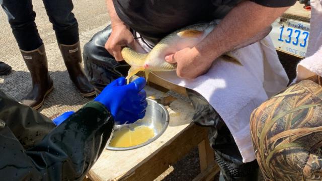 Mosquito Lake wildlife officials collect walleye eggs to ensure