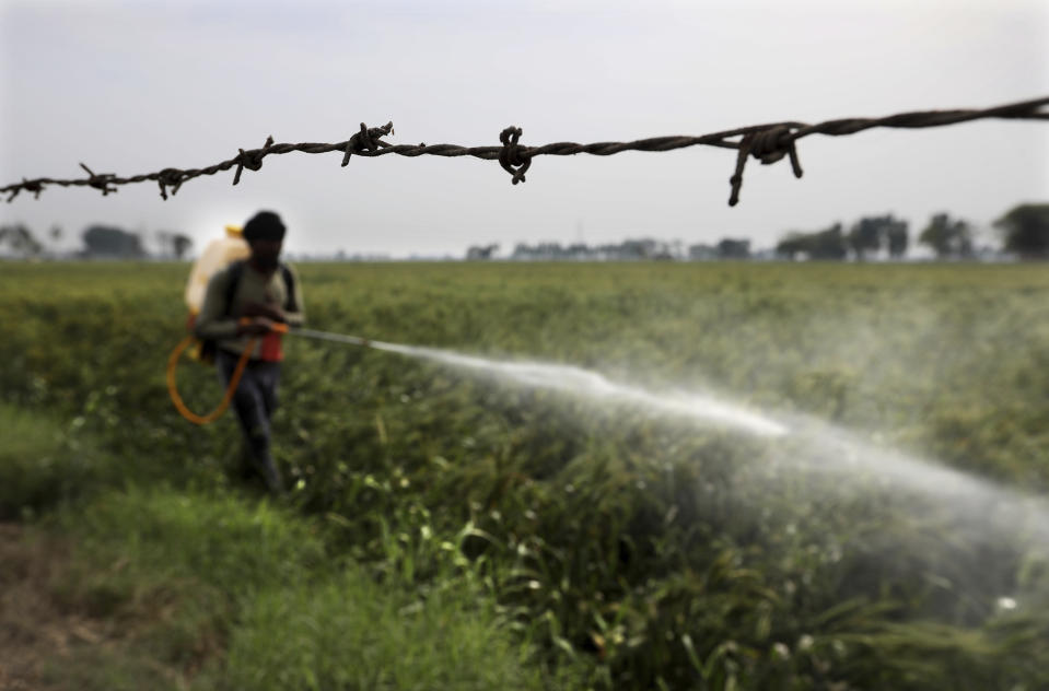 A laborer sprays pesticide in standing wheat crop in Moga district of Indian state of Punjab, Saturday, March 13, 2021. India is home to a fifth of the world's population but has only 4% of the world's water. The country is the largest extractor of groundwater in the world, and 90% of it is used for agriculture. And nowhere is the water shortage more pronounced than in Punjab state, where the India encouraged the cultivation of wheat and rice in the 1960s and has since been buying the staples at fixed prices to shore up national reserves. (AP Photo/Manish Swarup)