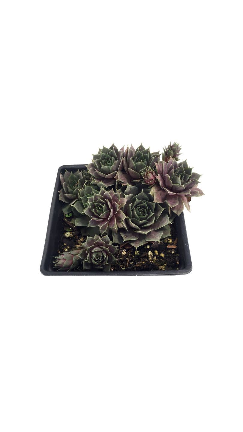 Silverine Moon Hens-And-Chicks