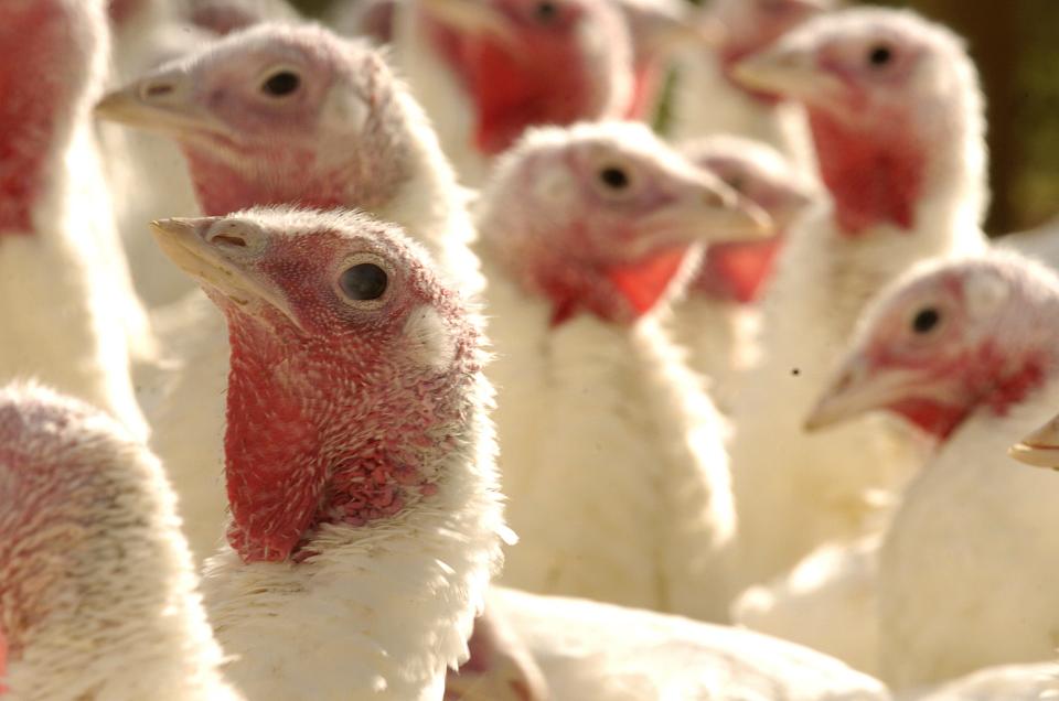 Free-range turkeys roam at T.A. Farms in Camden-Wyoming in this photo taken Sunday November 16, 2008.