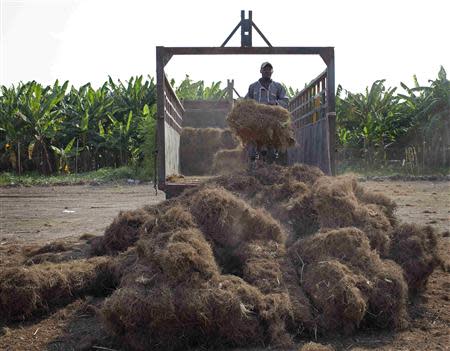 A worker unloads bales of Vetiver roots at the Unikode distillery in Les Cayes, on Haiti's southwest coast, March 26, 2014. REUTERS/stringer