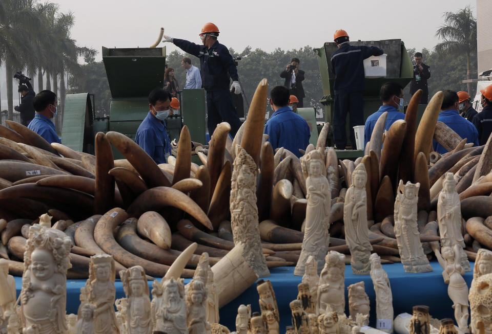 Workers destroy illegal ivory in Dongguan, southern Guangdong province, China Monday, Jan. 6, 2014. China destroyed about 6 tons of illegal ivory from its stockpile on Monday, in an unprecedented move wildlife groups say shows growing concern about the black market trade by authorities in the world's biggest market for elephant tusks. (AP Photo/Vincent Yu)