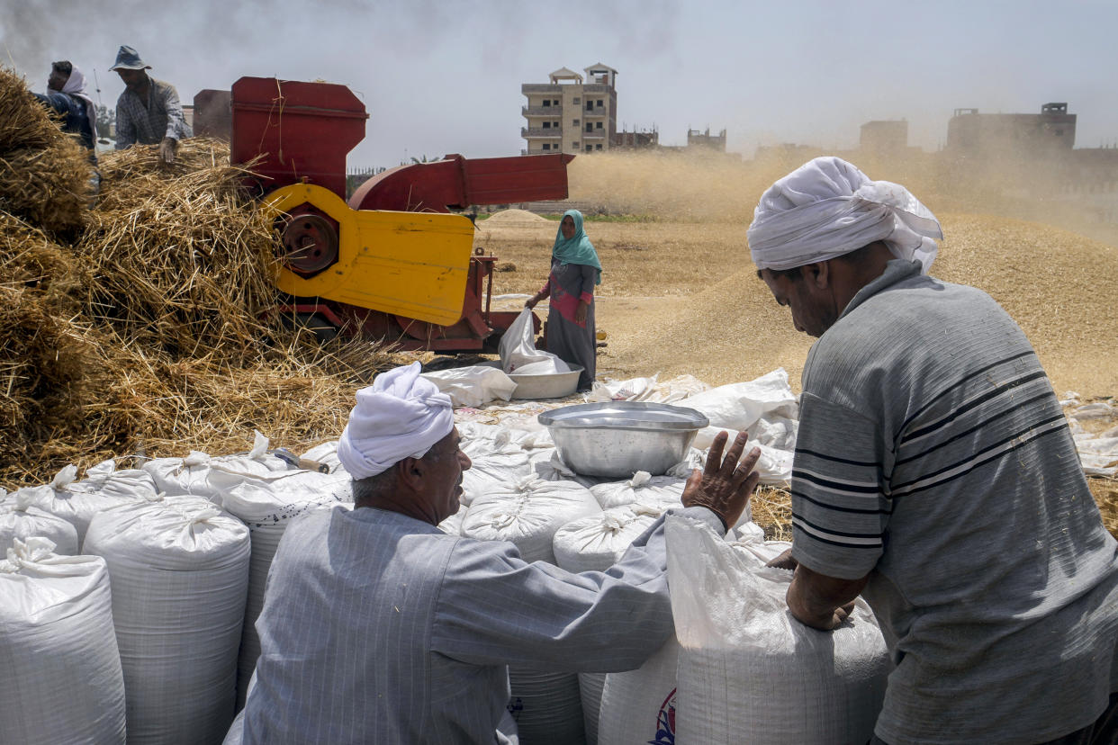 A landowner counts bags of wheat on a farm in the Nile Delta province of al-Sharqia, Egypt, on May 11, 2022. (Amr Nabil / AP file)