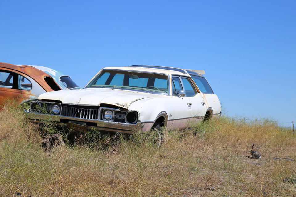 <p>Oldsmobile Vista Cruisers used to be favorites amongst Demolition Derby drivers, but that’s when they had very little value. These days they’re far more sought after, receiving a popularity boost when a 1969 example had a starring role in That 70s Show.</p><p>This one, with its characteristic raised roof and panoramic skylights, was built in 1968. Note the rabbit on the right of this picture, one of hundreds that live amongst the cars.</p>