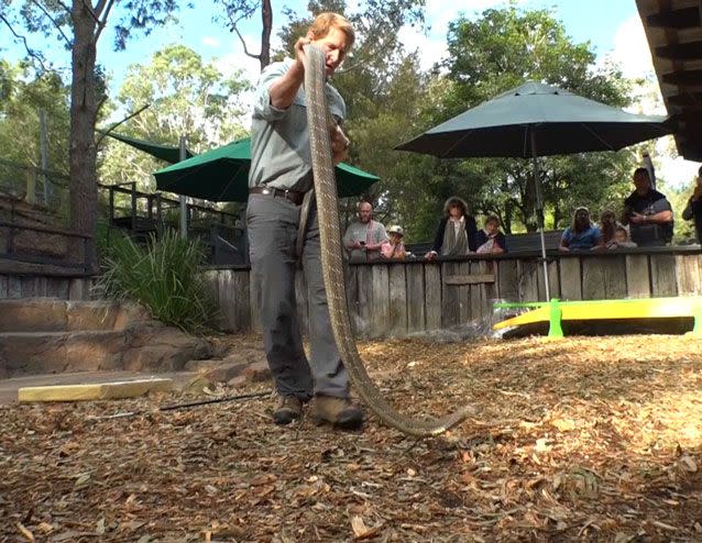 The cobra is 4.1m long according to the reptile park. Source: The Australian Reptile Park