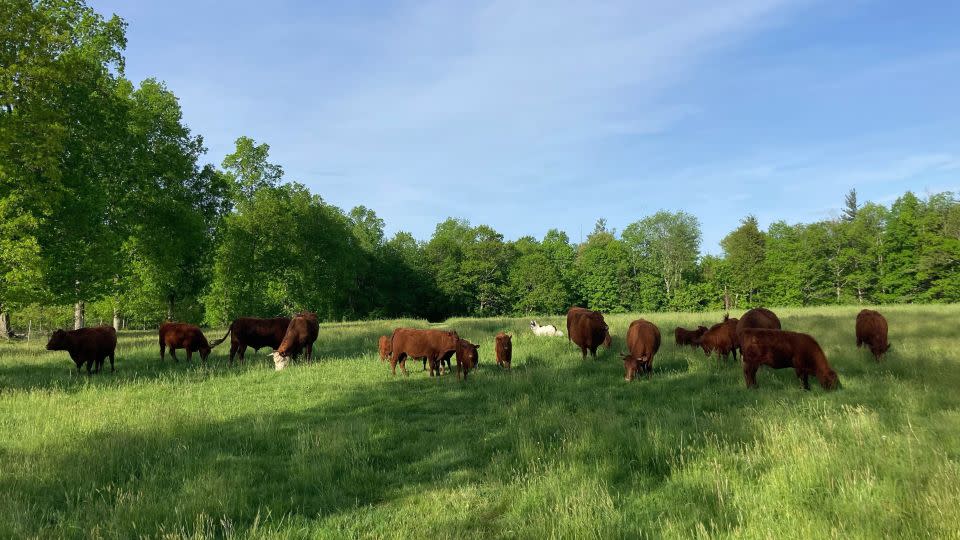 Devon cattle grazing on some of the 70 acres of pasture at the Field to Fork Farm in Chester, New Hampshire. - Patrick Connelly