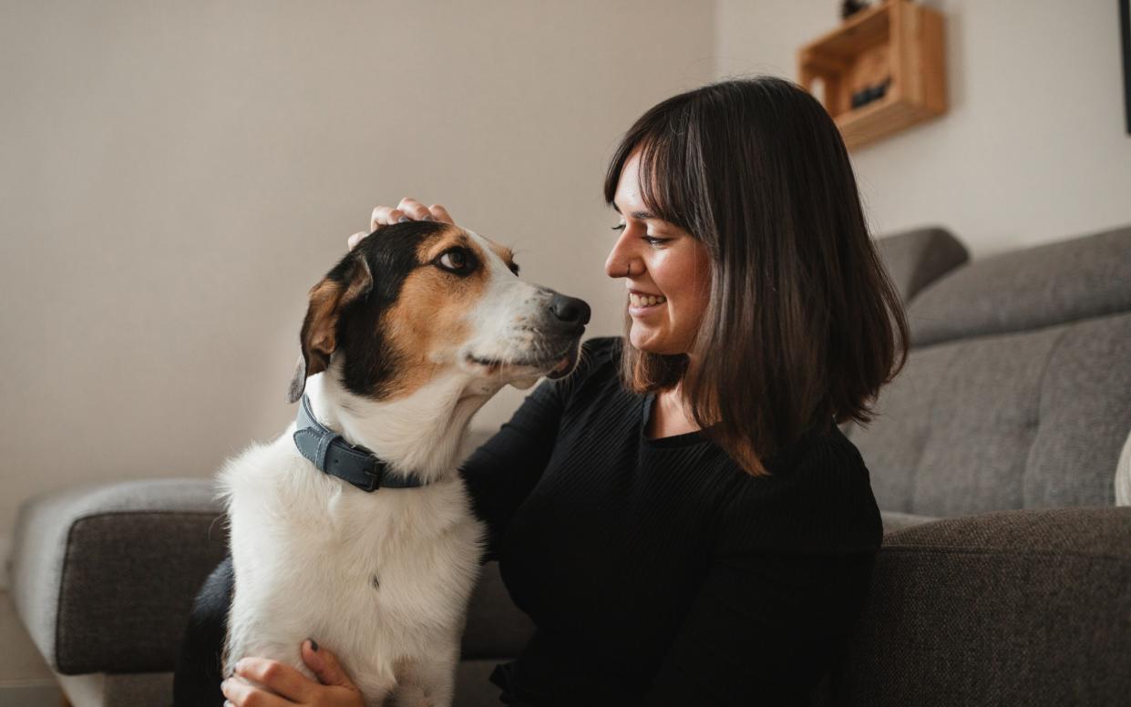 Stroking a dog for as little as three minutes boosts humans' concentration and wellbeing, scientists have found