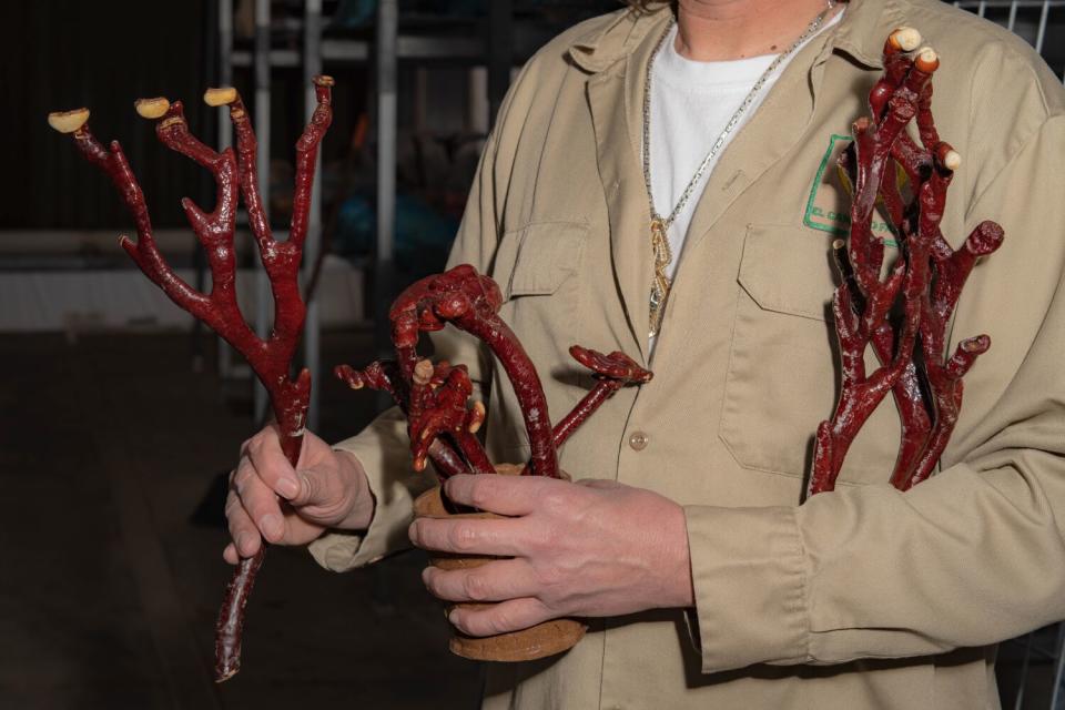 Close-up of a man's hands holding mushrooms with long stems.