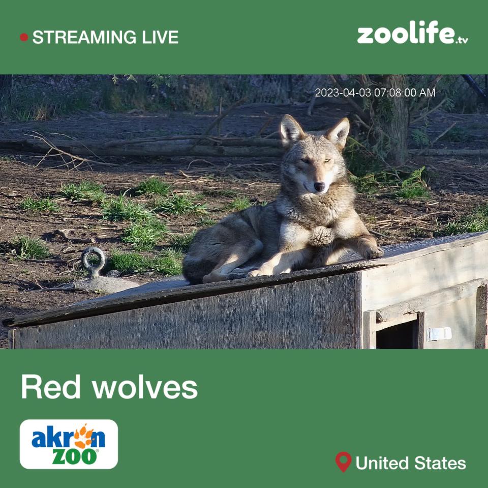 Subscribers to zoolife can watch the Akron Zoo's resident red wolves.