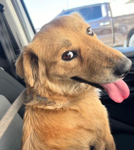 <p>U.S. Coast Guard Heartland/Facebook</p> Connie the Container Dog