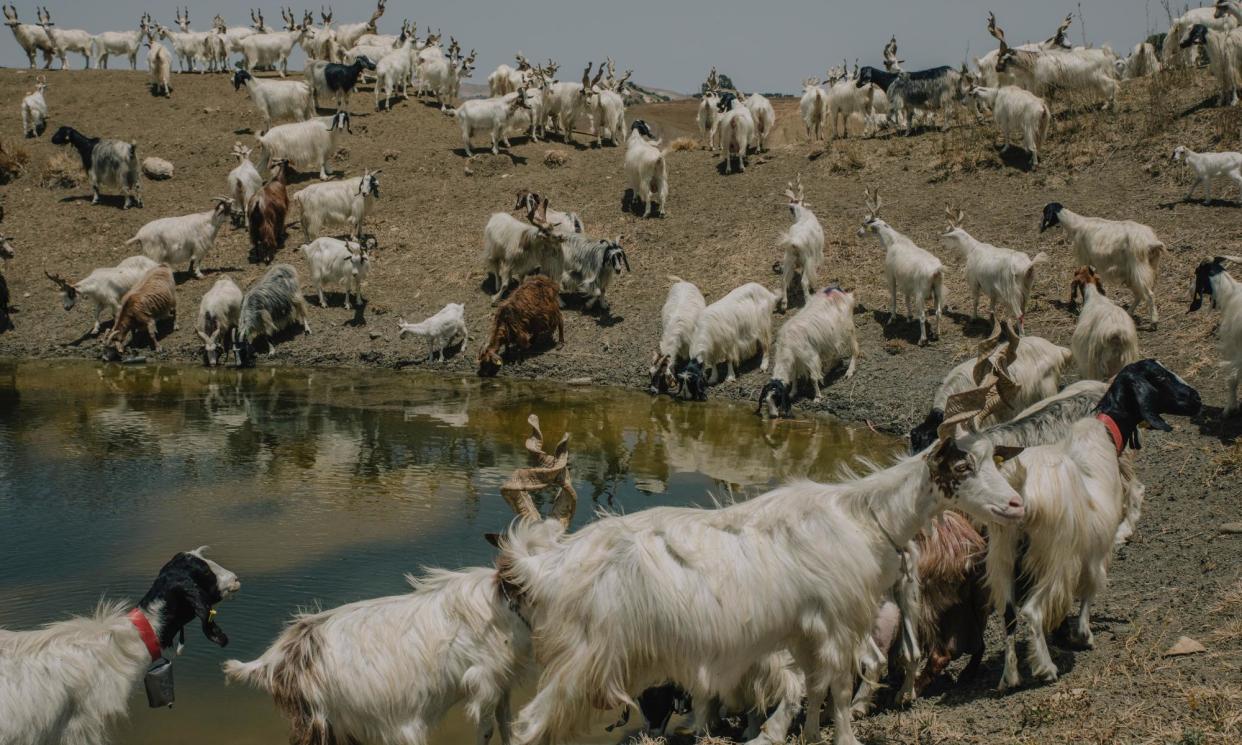 <span>Goats belonging to Sicilian farmer Luca Cammarata drink from a muddy water pond near his drought-stricken farm.</span><span>Photograph: Alessio Mamo/The Guardian</span>