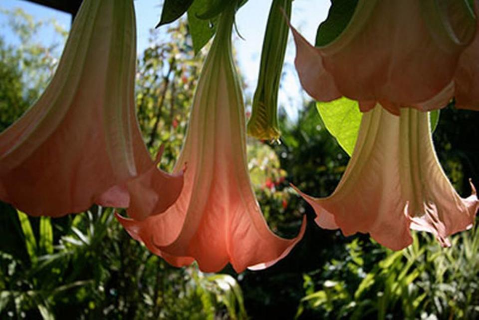 Angel’s trumpet is a poisonous plant.