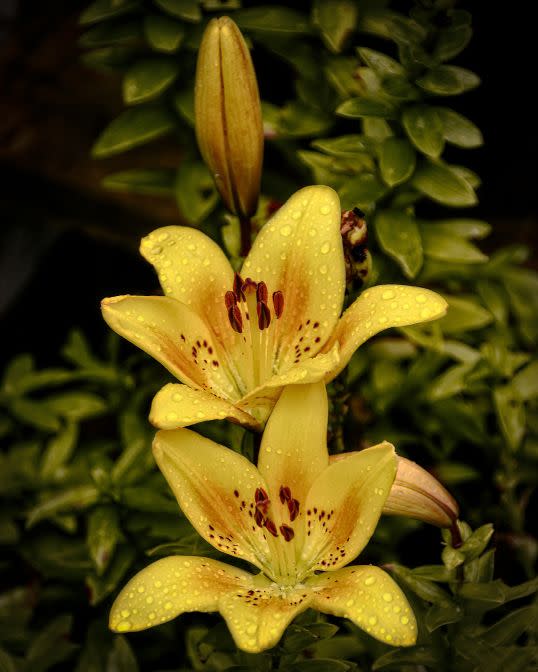 <p>Rain-soaked lilies providing joy, despite the gloomy weather that surrounds it, taken by Chris Smith in the UK.</p>