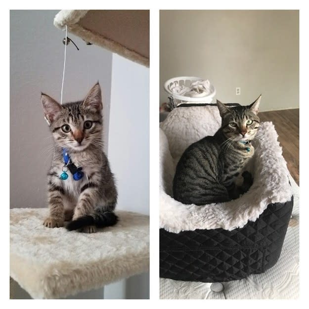 a kitten on a cat tree; the kitten grown up