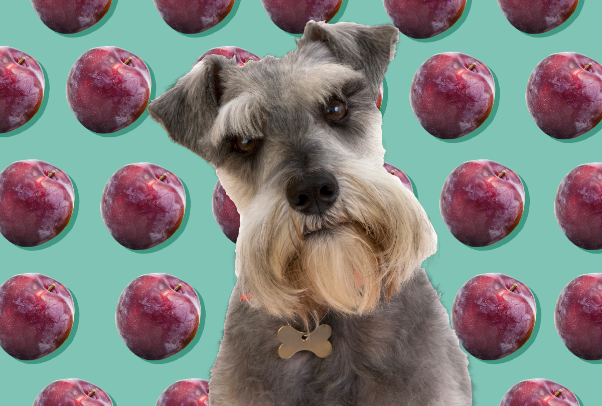 Can Dogs Eat Plums? No—Here's Why