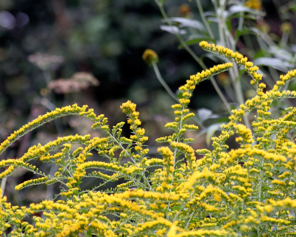 Solidago rugosa