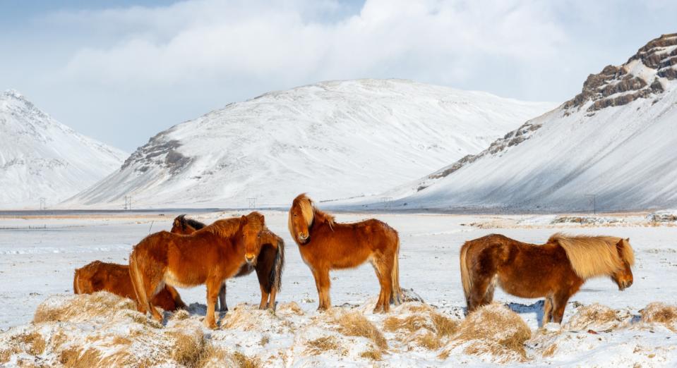 Follow Iceland's Ring Road to spot the Icelandic horses (Getty)