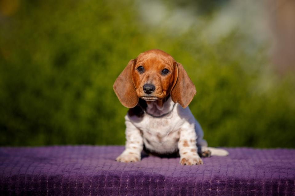 Dachshund puppy