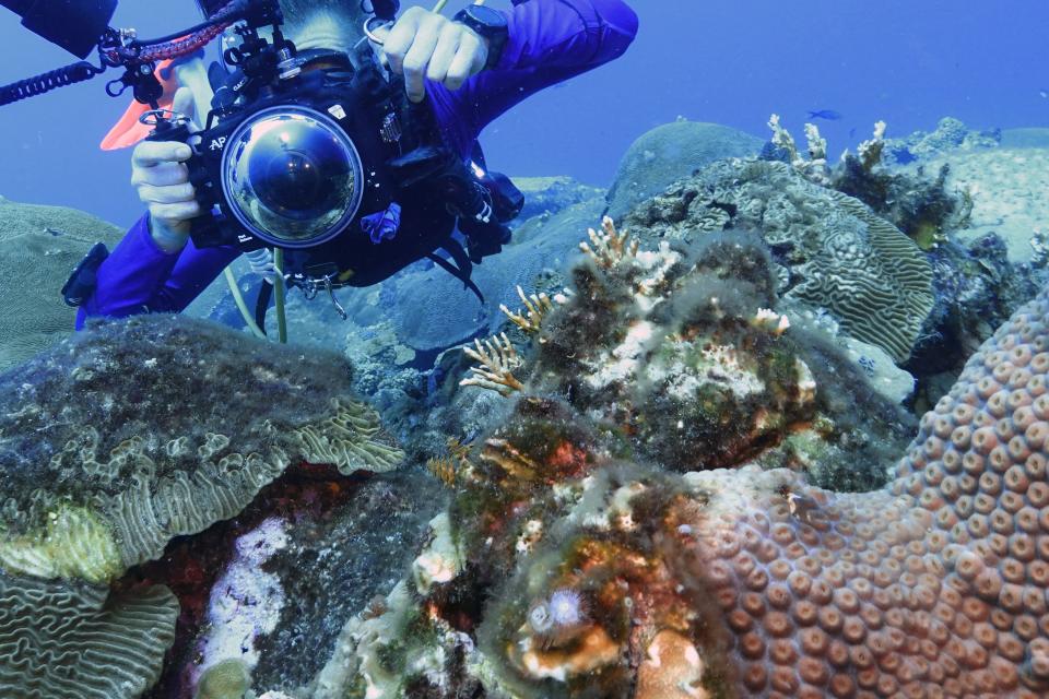 Andy Lewis positions to photograph brain coral at the Flower Garden Banks National Marine Sanctuary, off the coast of Galveston, Texas, Friday, Sept. 15, 2023. He said he knew from his first trip to the sanctuary about a decade ago that it was “going to have to be part of my life.” (AP Photo/LM Otero)