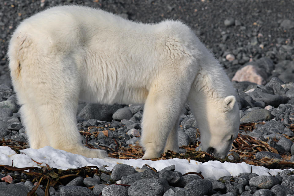 2018年夏天，一隻消瘦飢餓的北極熊正在吃被沖上海灘的棕色海藻。拍攝地點為挪威最北、北極地區的斯瓦巴群島。當年夏天沒有浮冰，使得北極熊難以獲得食物，圖片來源：Getty Images