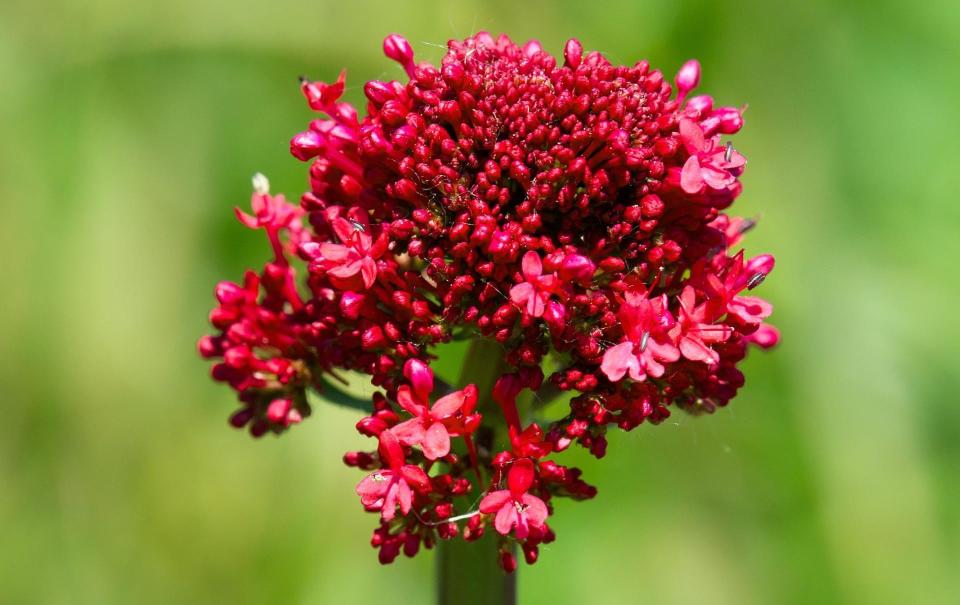 The Centranthus ruber, also known as Red Valerian or Jupiter's Beard - Olivier Parent