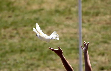 A priestess releases a dove inside the ancient Olympic Stadium during the dress rehearsal for the Olympic flame lighting ceremony for the Rio 2016 Olympic Games at the site of ancient Olympia in Greece, April 20, 2016. REUTERS/Yannis Behrakis