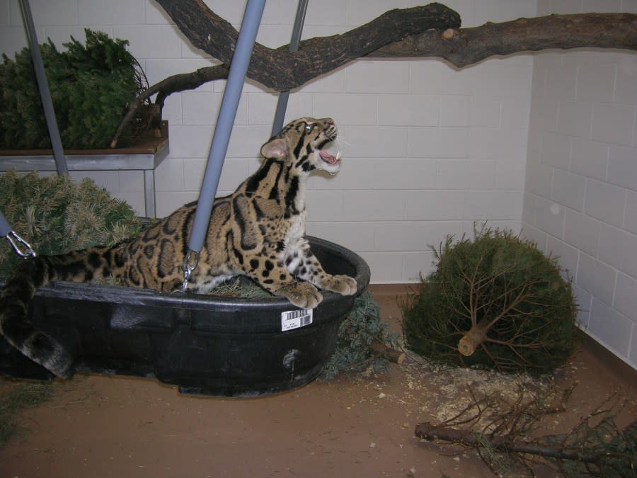 Denver Zoo - Lisu the leopard 5