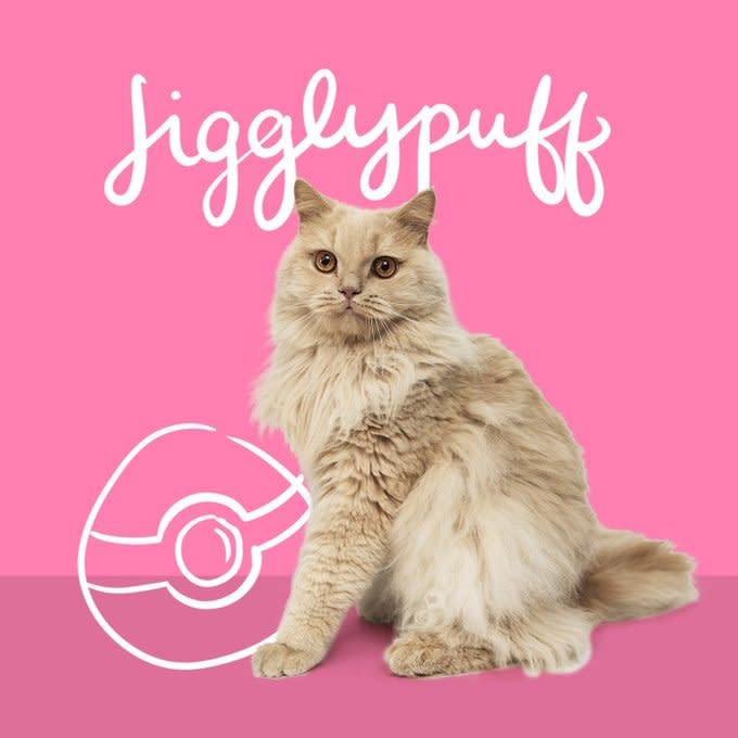 Cat next to pokemon ball named Jigglypuff