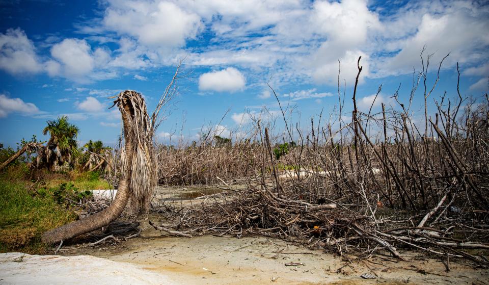 Hurricane ravaged mangroves at Bunche Beach on Tuesday, Sept. 12, 2023.
