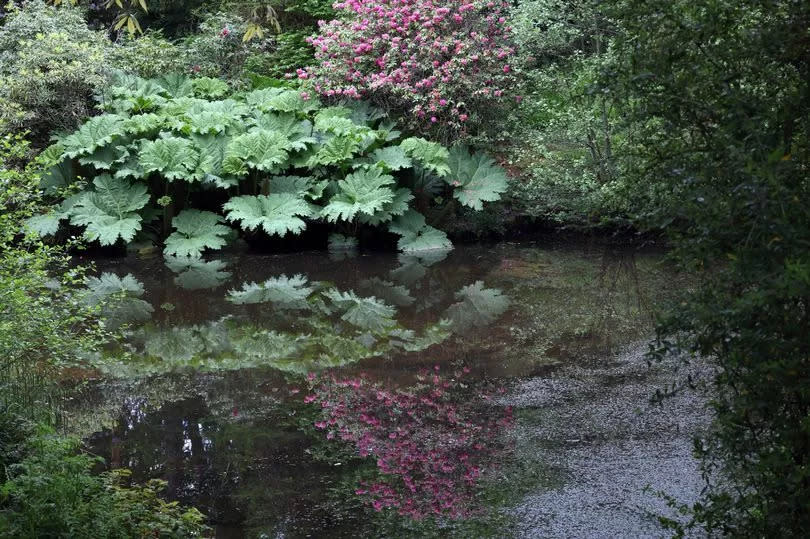 Clyne Gardens is home to thousands of plants, flowers and trees